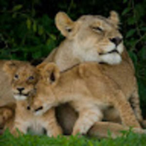 Meet your Posher, E.